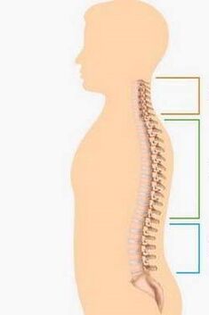 defeat by osteochondrosis of various parts of the spine